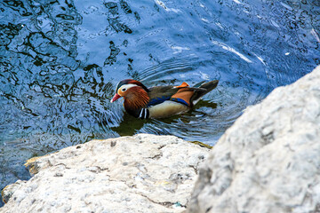 Mandarin ducks are in the lake.
