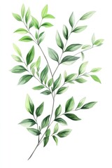 Fototapeta premium Italian Ruscus Branch. Hand-Drawn Green Leaf Plant in Natural Summer Background
