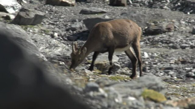 Bouquetin en montagne
