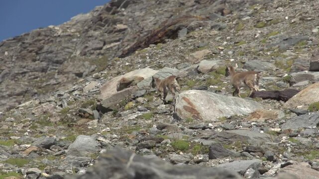 Bouquetin en montagne