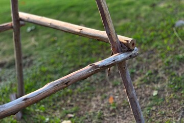 lizard on a fence