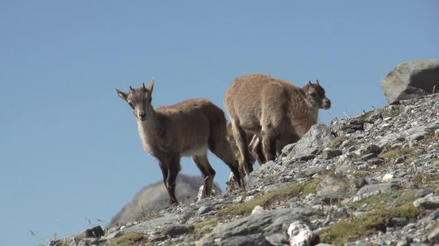 Bouquetin en montagne