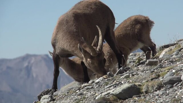 Bouquetin en montagne