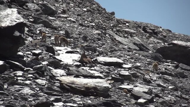 Bouquetin en montagne