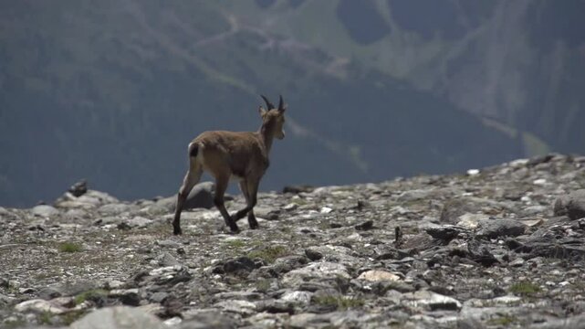Bouquetin en montagne