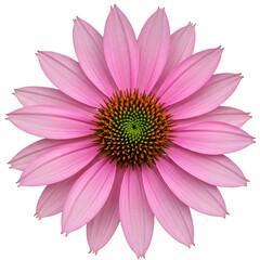 Close-up of a pink flower with pointed petals and an orange and green center.