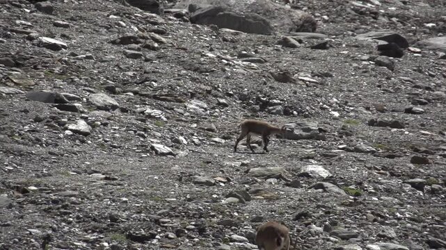 Bouquetin en montagne