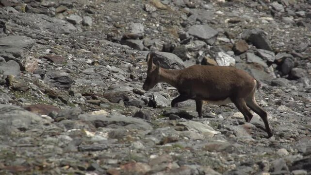 Bouquetin en montagne