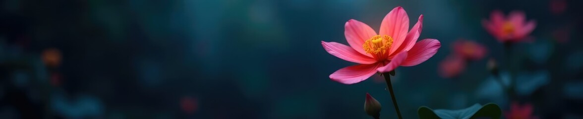 Obraz premium Flower in a darkened environment with soft glow, darkness, mysterious, nighttime