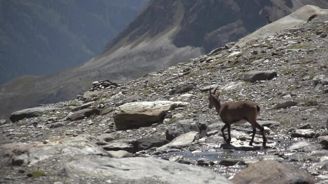 Bouquetin en montagne