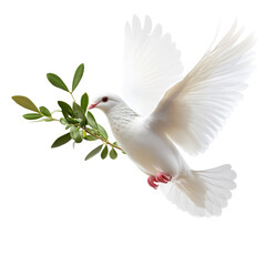 Obraz premium Dove Olive Branch PNG on transparent background