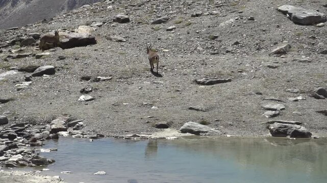 Bouquetin en montagne