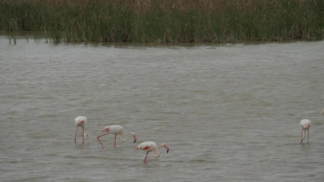 Flamingos feeding and walking in shallow water at Lucio del Lobo Marsh, Do&ntilde;ana