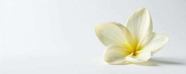 Obraz premium Small plant with delicate petals on white background, plant, petals