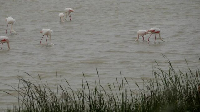 Flamingos feeding in Lucio del Lobo Marsh, Do&ntilde;ana, showing peaceful nature activity