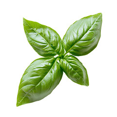 Fototapeta premium Fresh Basil Leaves PNG Isolated Green Herb on Transparent Background