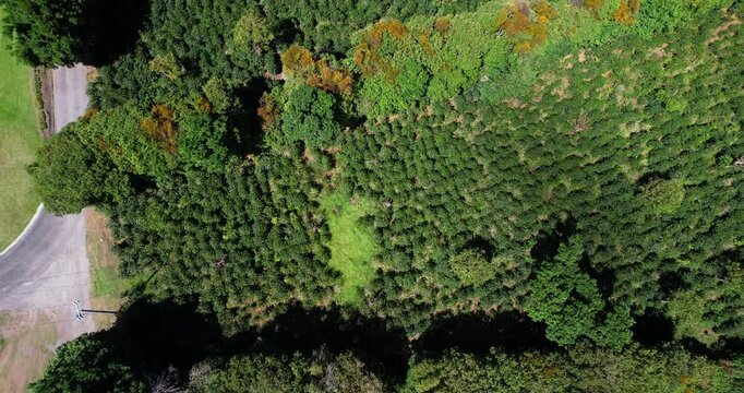 Drone Shot of Coffee Plantation, Green Plant Rows on Sunny Day, Birdseye Aerial View