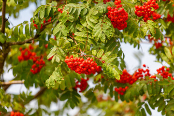 A tree with red berries hanging from it