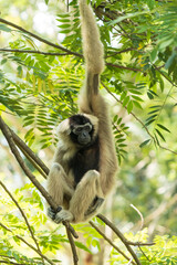 monkey hanging on a tree branch.