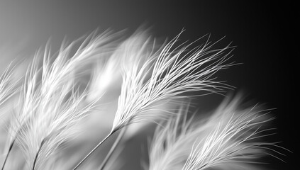 Obraz premium Soft White Feathers in Black and White