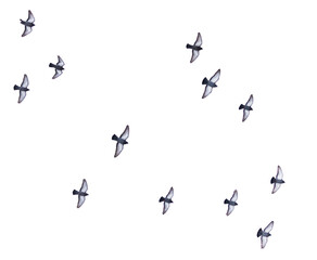 A flock of birds flying in a line across a white background
