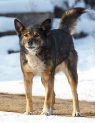 A dog with a black and brown coat stands in the snow