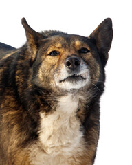 A dog with a black and brown coat and white fur