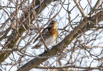 A bird is perched on a tree branch