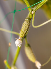 A green plant with a white flower on it