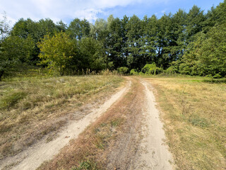 A dirt road in a forest with trees on both sides