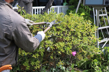 職人による植木剪定