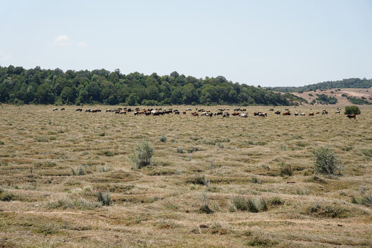Karagol Plateau in Tarakli Town, Sakarya, Turkiye