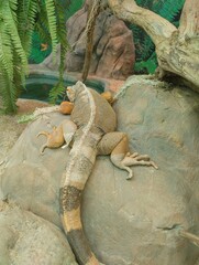 Common green iguana, reptile, exotic animal, zoo 