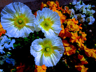 Mysterious Night Blossoms