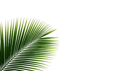 Obraz premium The Art of Coconut Fronds Isolated on a White or Transparent Background