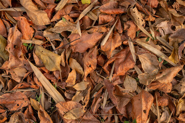 Dry leaves on the summer ground
