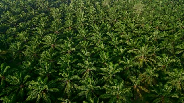 Vast fields of palm oil trees stretch across Thailands verdant countryside, showcasing natures beauty. Sunlight filters through the lush leaves, creating a tranquil atmosphere.