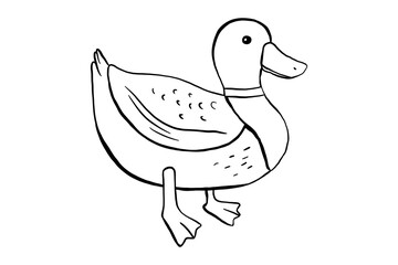 Outline standing duck. Vector illustration of pond bird isolated on white background. Duckling doodle
