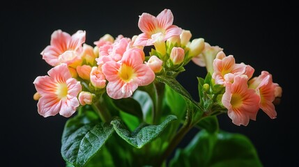Close-up of cluster of pale pink flowers against black background. Possible use Stock photo