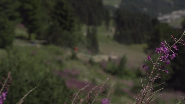 VTT descente DH