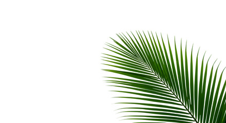 Obraz premium The Art of Coconut Fronds Isolated on a White or Transparent Background