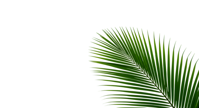 The Art of Coconut Fronds Isolated on a White or Transparent Background