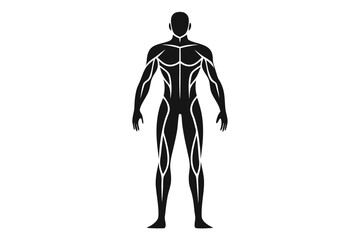 Human Anatomy Silhouette Black Figure Depicting Muscle Structure on White Background