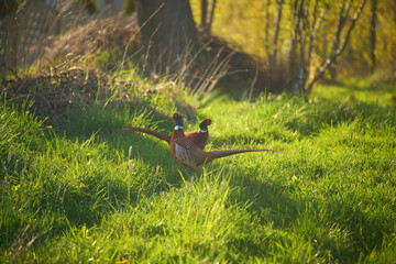 Male pheasants in green field during sunny weather
