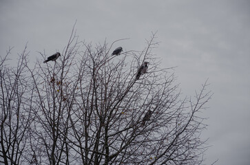 bare branches without leaves with crows against the gray sky