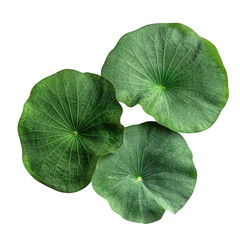A top down view of three green lily pads overlapping each other on a solid black background studio shot