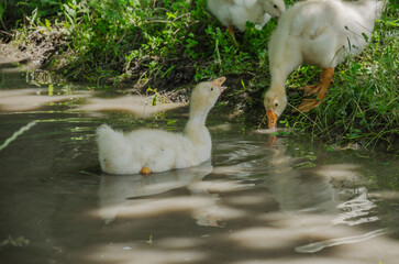 goslings swimming in the stream and drinking water