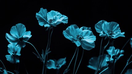 Teal flowers on black background, still life, artistic, aesthetic, floral display, possible use for website background or social media post