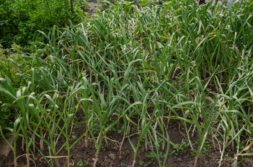 Garlic has grown in the garden, ripe, ready to be dug up