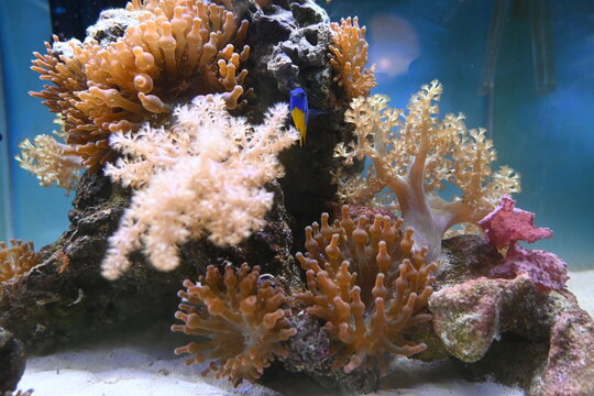 CORALES Y ANEMONAS